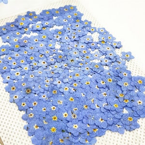 100 PCS Pressed Forget-Me-Nots: Real Dried Blue Flowers Nails Flower