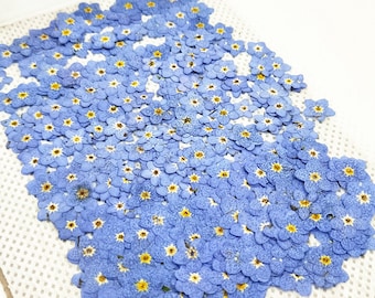 100 stuks geperste vergeet-mij-nietjes: echte gedroogde blauwe bloemen, gedroogde bloemen, geperste bloemen