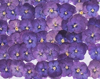 12 PCS/Pack,Real Dried Pressed Flowers Pressed Real Flower Purple Pansy Flowers Dry Natural Flowers Dried Flat Purple Viola Pansies Flower