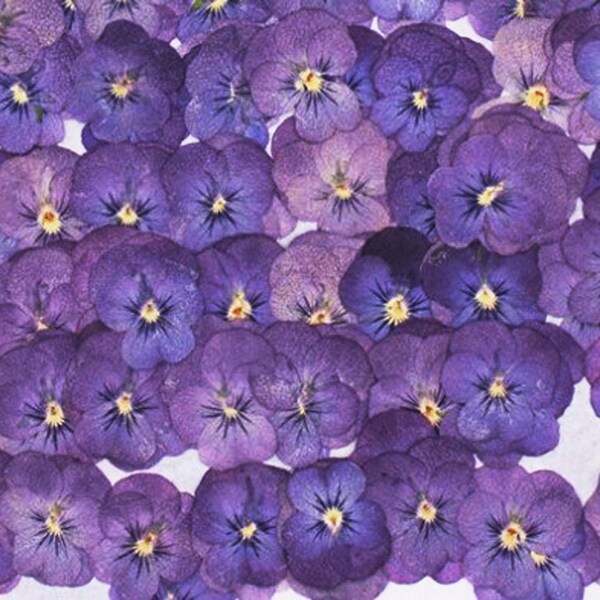 12 PCS/Pack,Real Dried Pressed Flowers Pressed Real Flower Purple Pansy Flowers Dry Natural Flowers Dried Flat Purple Viola Pansies Flower