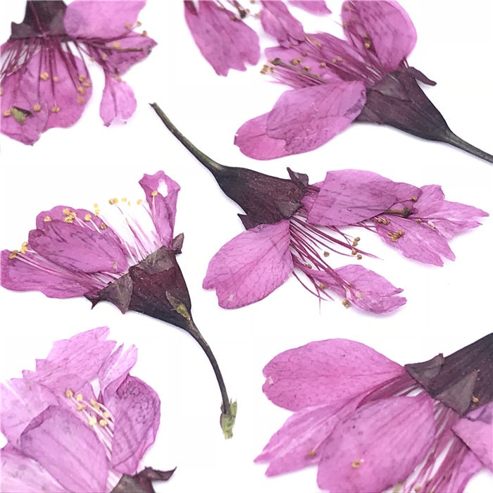 Cherry blossoms Dried Flowers A Pack of 12 PCS Real Dried | Etsy