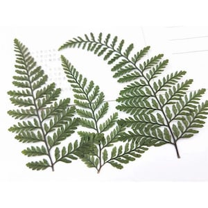 Pressed Fern Leaf Set: Real Dried Leaves, Craft Supplies (6 PCS)