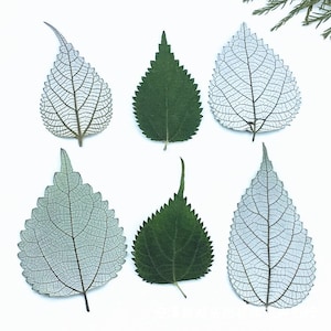 May include: Six leaves, three green and three white with visible veins, arranged in two rows of three on a white background.