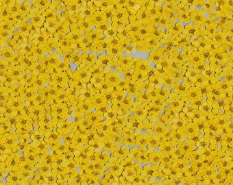Flores prensadas amarillas, 20 unidades por paquete, pequeñas flores secas para uñas, pequeñas flores secas amarillas, pequeñas flores amarillas de narciso (0,5-0,8 cm)