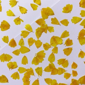 Yellow Pressed Flower Petals: Craft Supply Set (12 PCS)