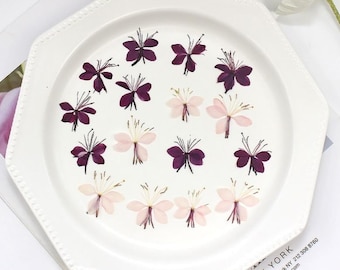 May include: A white plate with 18 pressed flowers. The flowers are in shades of pink and purple. The flowers are arranged in a circle on the plate.
