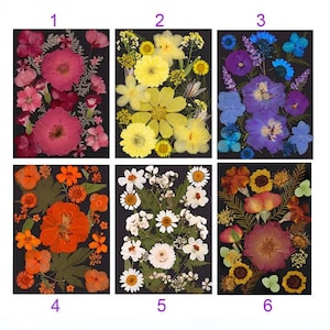 Fleurs pressées Halloween fleur plate séchée, fleurs pressées, fleurs séchées de couleurs mélangées, bijoux en résine bricolage, fleur pressée noir et blanc