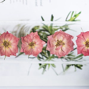 Rose Pressed flowers,A Pack of 6 PCS dried Pressed flowers,dried flower,deep pink rose Dried Pressed flowers ,pink rose Holiday gifts