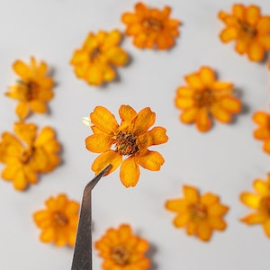 Pressed Flower,Zinnia Pressed Flower,10 PCS/pack,Pressed Orange Dried Flower Real Pressed Flower Dry Natural Pressed Flowers