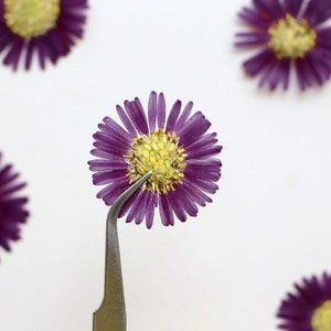 Pressed flowers,purple blue pressed flowers,6 PCS/Pack,purple blue New York aster flower,dried pressed Blue flower,Wedding Flowers Invitaion