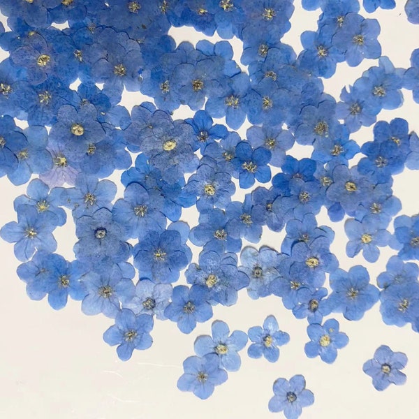 Set of 100 PCS,Pressed forget me nots,Blue forget me nots dried flower,Real Blue flower,dried flower petals,Small dried white flowers