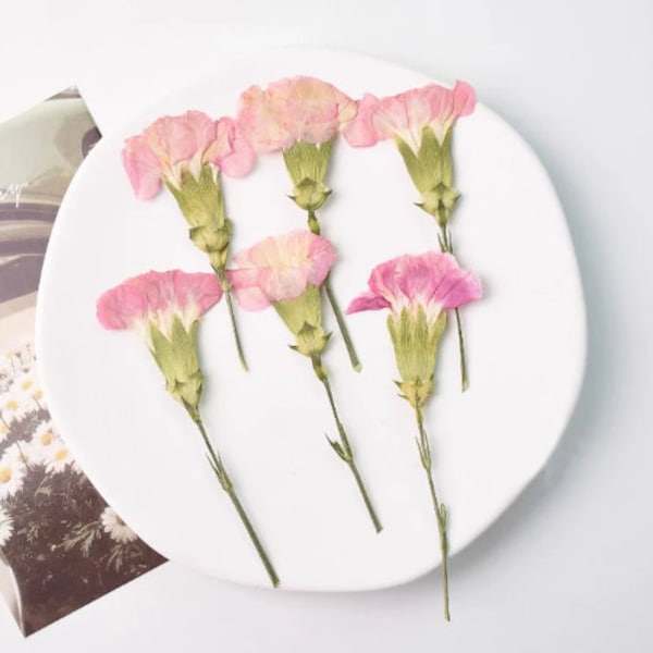 Pressed flowers,Carnation stems dry,half Carnation 6 PCS/pack,dry Pressed flowers,dried flower,Pink Dried Pressed flower,Carnation flower