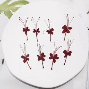 Pressed flowers,Black Red pressed flowers,12PCS/Pack,Dark red Dried pressed flower