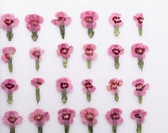 Dry flower,12PCS /Pack Resin Dried Flowers,Bulk pressed flower Floral,Pink dry flowers,Dianthus flowers,dry flower for nail,small dry flower