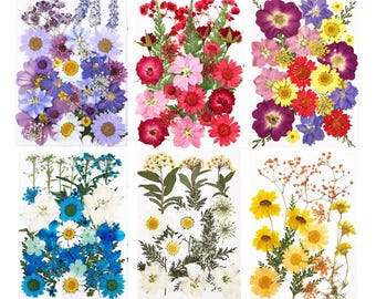 Mixed Colors Pressed Flowers: Dried Flat Flowers for Resin Jewelry