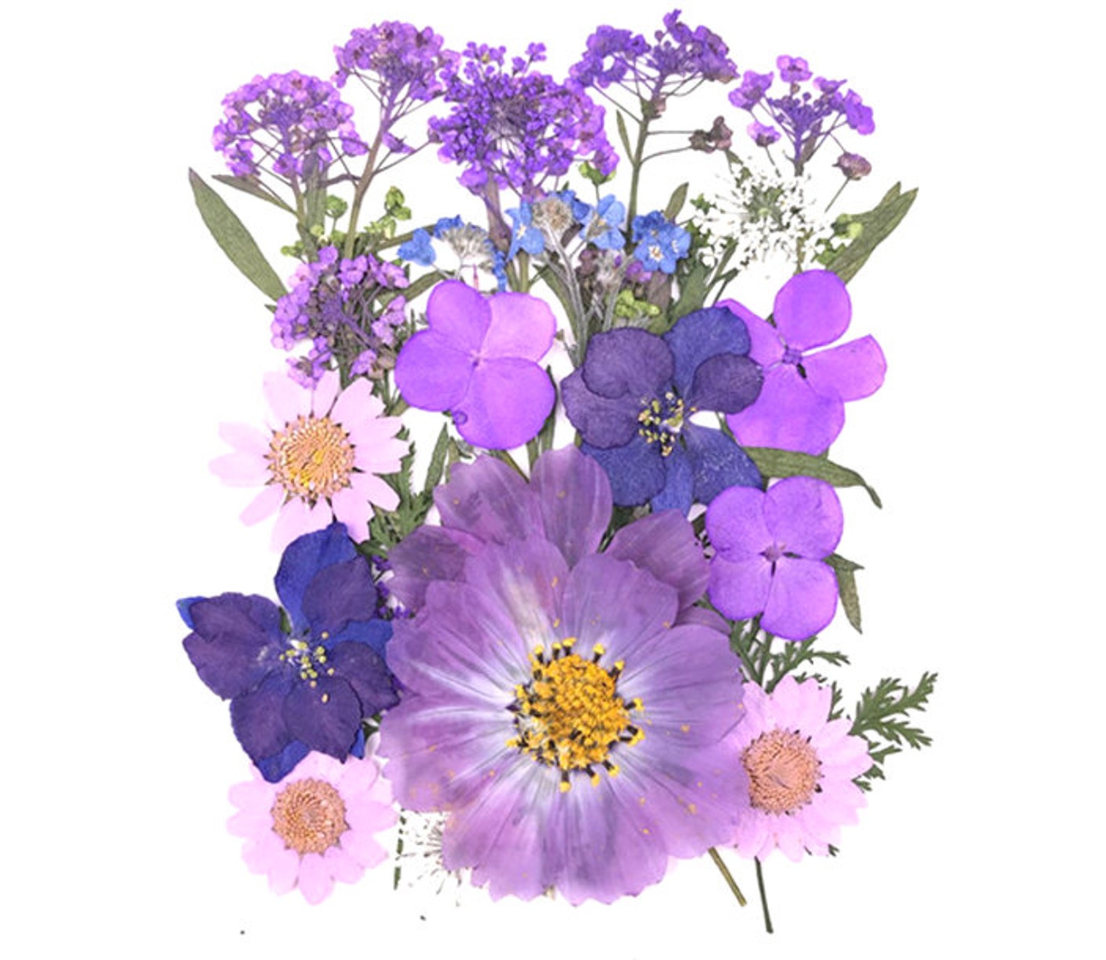 Dried Flowers Bulk Pressed Flowera Pack of 1825 PCS Dried Etsy