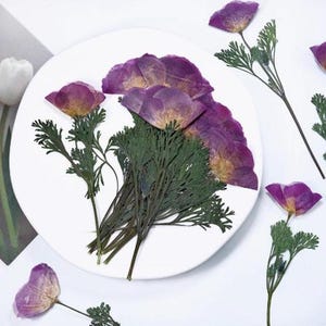 Puede incluir: Un plato blanco con flores moradas secas y follaje verde. Las flores tienen p&eacute;talos delicados y est&aacute;n dispuestas en un racimo. Varios tallos de flores individuales est&aacute;n dispersos, creando un tema bot&aacute;nico natural.