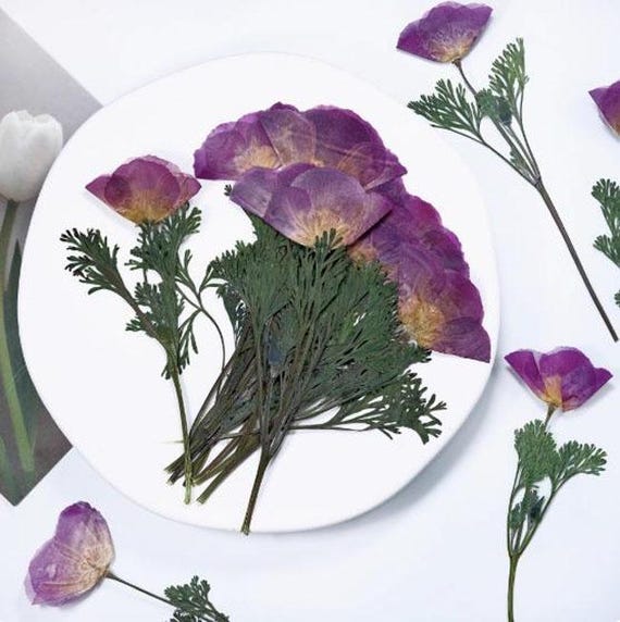 pressed flower,Set of 6 PCS,California Poppy Dried Pressed flowers,natural bulk Leaves Preserved dry flower,Purple dried flat flower
