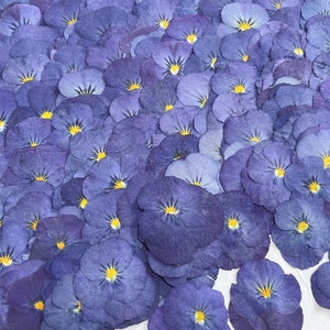 Bulk pressed flower,12 PCS/Pack,dried flat flower packs,pressed flower,Deep purple Dried flower,Pansy,Dried flower,Dry flower