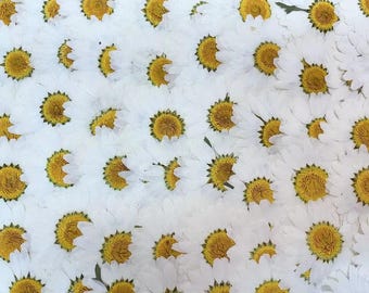 Pressed White Daisy (3 sizes) 12pcs/pack small Dry Flower Preserved White Daisies Dried Flat Wild flowers (2-2.5cm) (2.5-3cm) (3-3.5cm)