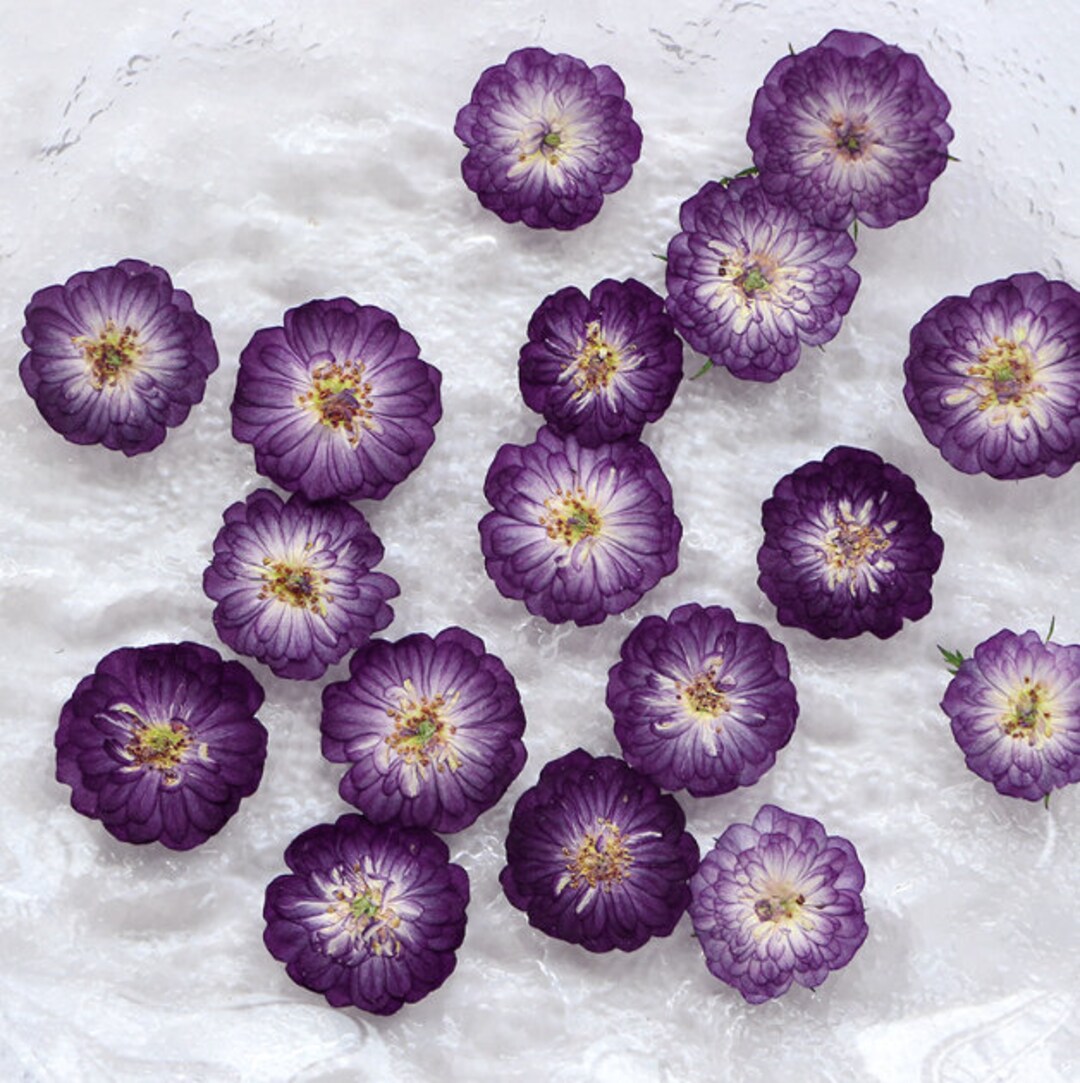 Pressed Flowers,purple Pressed Flowers,8 Pcs/pack,purple Mini Rose ...