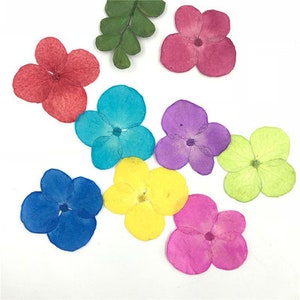 pressed flowers,green pressed flowers, 12 PCS/PACK, dry flower for resin,Dried Flower,bulk pressed flowers,green Hydrangea Dried Flowers