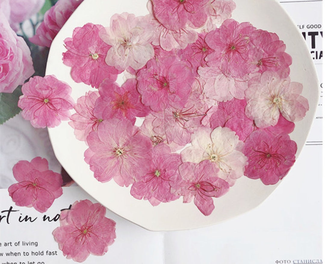 Cherry Blossoms Dried Flowers 3-4cm A Pack of 12 PCS ,real Dried