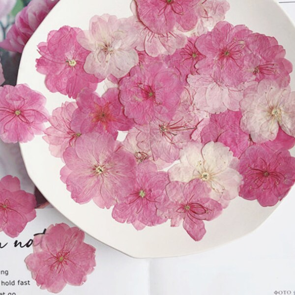 Kirschblüten getrocknete Blumen (3-4cm) Eine Packung mit 12 Stück, echte getrocknete Blumen, gepresste Blumen, rosa Trockenblumen, getrocknete gepresste Blumen