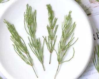 Dried Green Drilgrass: 6-Piece Botanical Decor