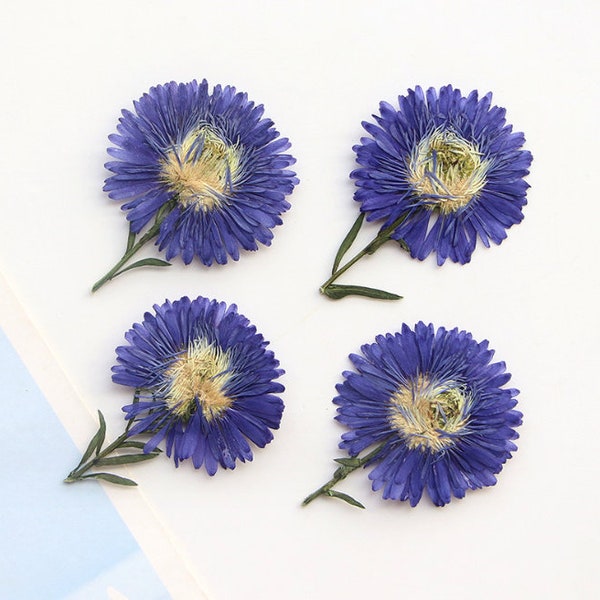 Pressed flowers,blue pressed flowers,6 PCS/Pack,blue New York aster flower stem,dried pressed Blue flower,Wedding Flowers Invitaion