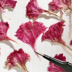 Cockscomb dried Pressed flowers,Dry flower,12 PCS/Pack,Celosiae dried Flower,Real Pressed Red Flat Flowers,Celosia Dried flowers(3-4cm)