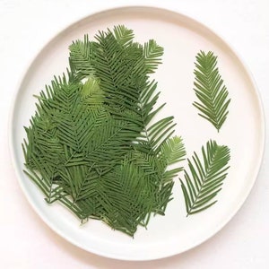 Set da 12 pezzi di foglie pressate vere, foglie verdi pressate, foglie di metasequoia, foglie verdi, foglie floreali, fiori, steli di fogliame verde (4-8 cm)