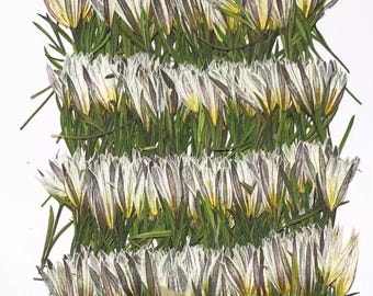 Pressed Lily Flowers: Real Dried Flower Stems, Wedding Invitation Embellishments (12 PCS)