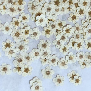May include: A close-up shot of dried, cream-coloured flowers with brown centres. The delicate petals are arranged in a scattered pattern, creating a natural, textured appearance. These small, dried flowers are ideal for crafting and decorative purposes.
