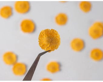 Pressed Orange Daisies, Small Dried Flowers (12 PCS/Pack)