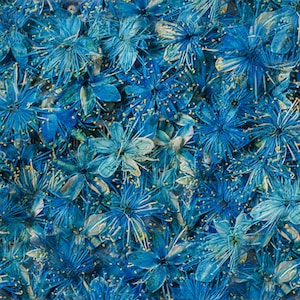 Pressed flower,Pressed Symplocos paniculata,12 PCS/Pack,blue dried flower,Real blue flower,dried flower petals,Small dried flowers