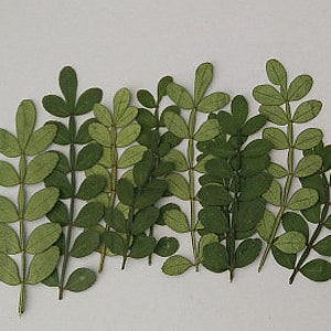 Confezione da 12 piante decorative, decorazioni con foglie secche, foglie di pepe essiccate, piante con foglie secche, piante botaniche pressate, artigianato del villaggio (4-6 cm)