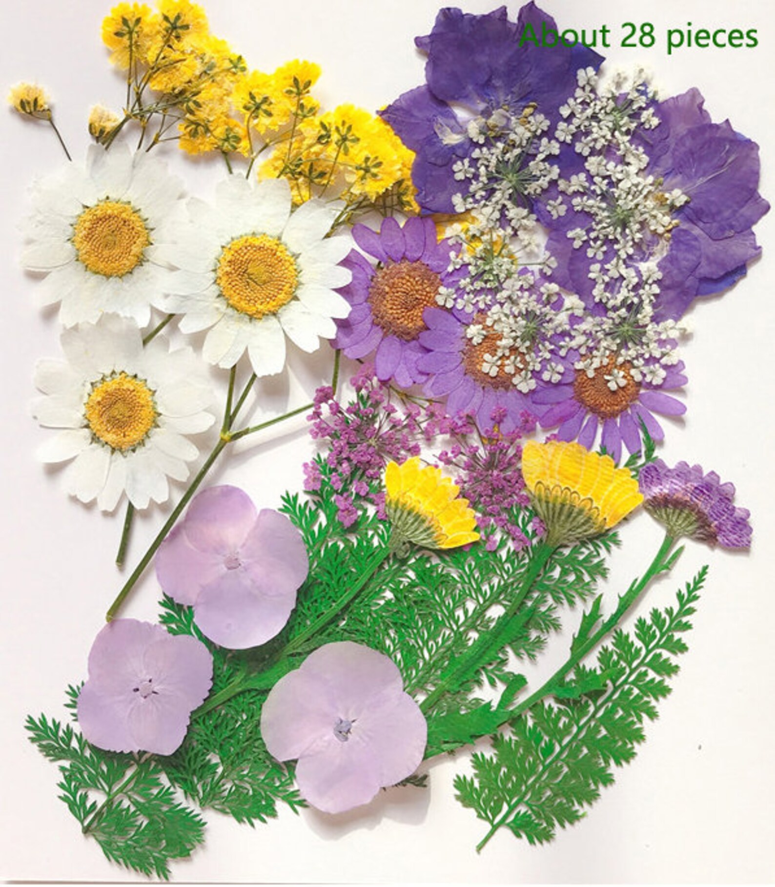 2530 PCS pressed flowers Pressed Dried Flower Assorted Etsy
