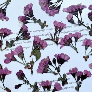 Pressed flowers cherry,Dried cherry Buds 6 PCS/Pack,Dried Purple  cherry Flowers,Dry cherry Flower Stems,Flat Dry Purple  cherry
