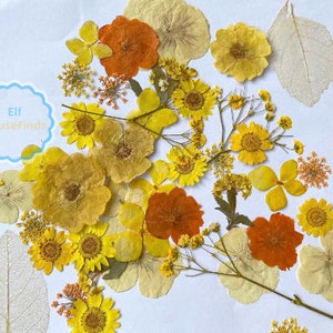 Pressed Flowers,yellow Pressed Flowers 100 Pcs,dried Pressed Flowers ...