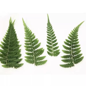 May include: Three green fern fronds isolated on a white background.