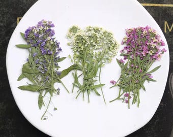 White Pressed Alyssum Flowers: Set of 12 Dried Flower Stems