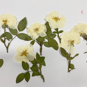 Pressed Flowers,rose White Pressed Flowers 6 Pcs/pack,pressed Flower ...