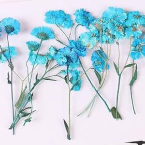 May include: Dried blue flowers with stems, perfect for crafting and adding a touch of natural beauty to your projects.