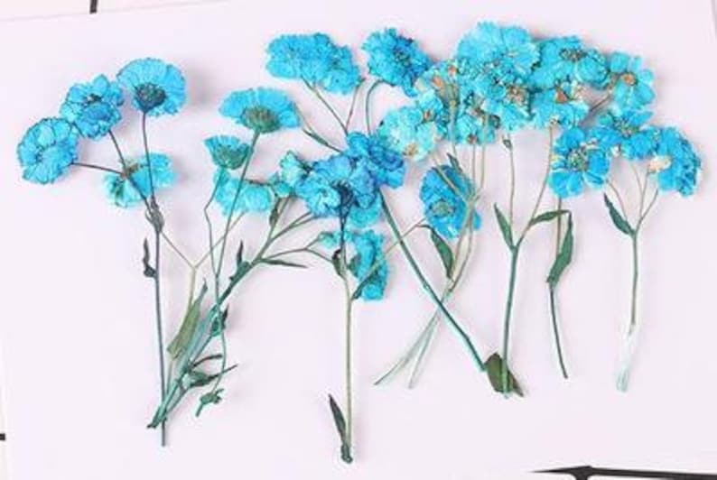 May include: Dried blue flowers with stems, perfect for crafting and adding a touch of natural beauty to your projects.