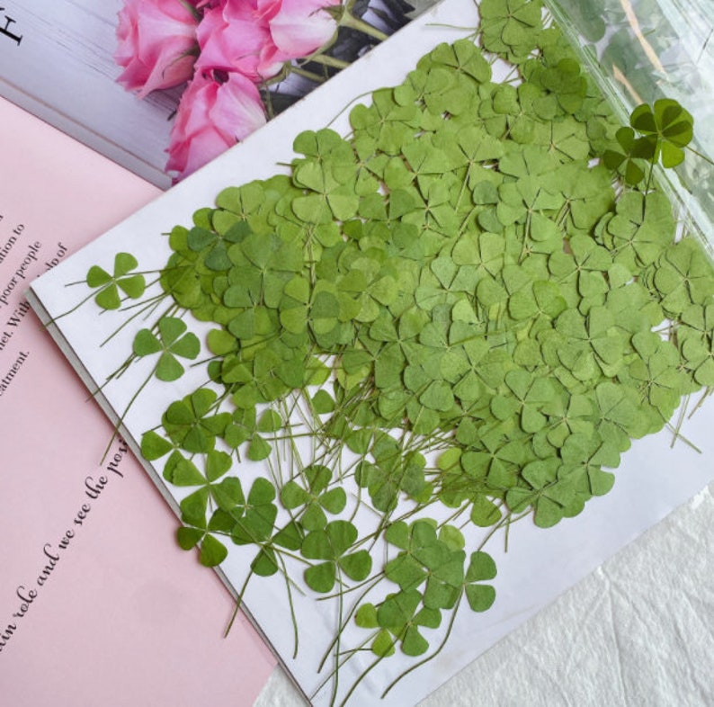 May include: A close-up of a white surface covered with a large quantity of dried four-leaf clovers. The clovers are green and have delicate stems.