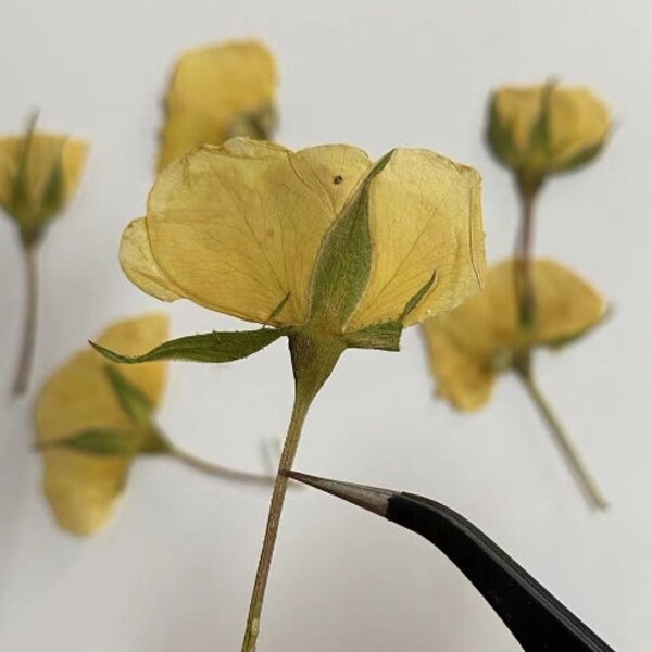 Light Yellow Rose Buds Pressed,12 PCS/pack Dried Flower,Pressed Flower,Real Dry Rose Flower Stems,Dry Preserved Flowers Rose Buds