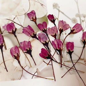 Pressed Purple Begonia Flowers for Resin, 12 PCS Flat Flower Pack