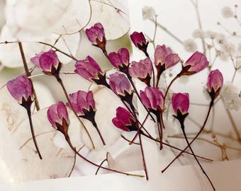 Puede incluir: Primer plano de flores rosas secas con tallos y capullos oscuros. Las flores están dispuestas sobre un fondo blanco con un follaje delicado y de color claro. Los pétalos tienen un degradado de tonos rosas.