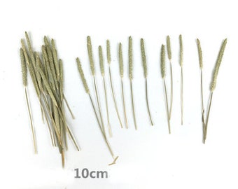 A Pack of 20 Pressed grass,dried grass,Real Dried Pressed grass Assorted, grass, Grass ear，Wild grass stick Valentine gift